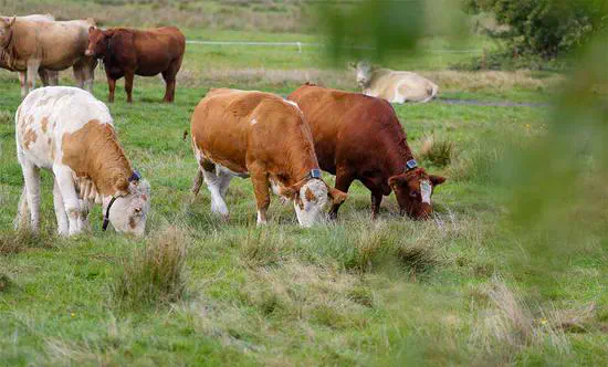 From local to national scale - Earth Observation of semi-natural grasslands within the GreenGrass 2.0 project network